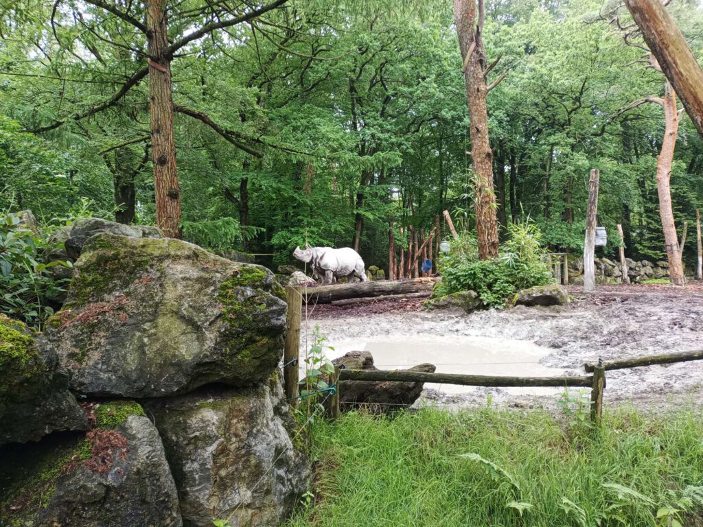 Links zijn rotsen, op de achtergrond is een grijze neushoorn te zien die met het hoofd in de lucht steekt.