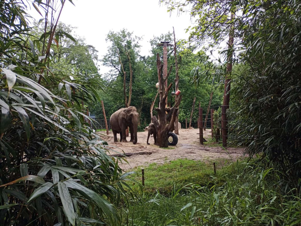 Twee olifanten aan het eten, links van de voederplaats staat een grote grijze olifant en net achter de paal komt een kleinere olifant om het hoekje kijken.