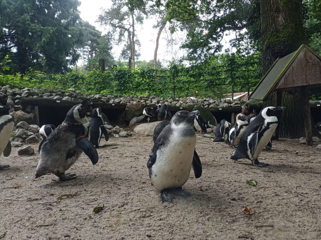 De pinguïns zijn aan het poseren: ze staan allemaal stil in verschillende poses.
