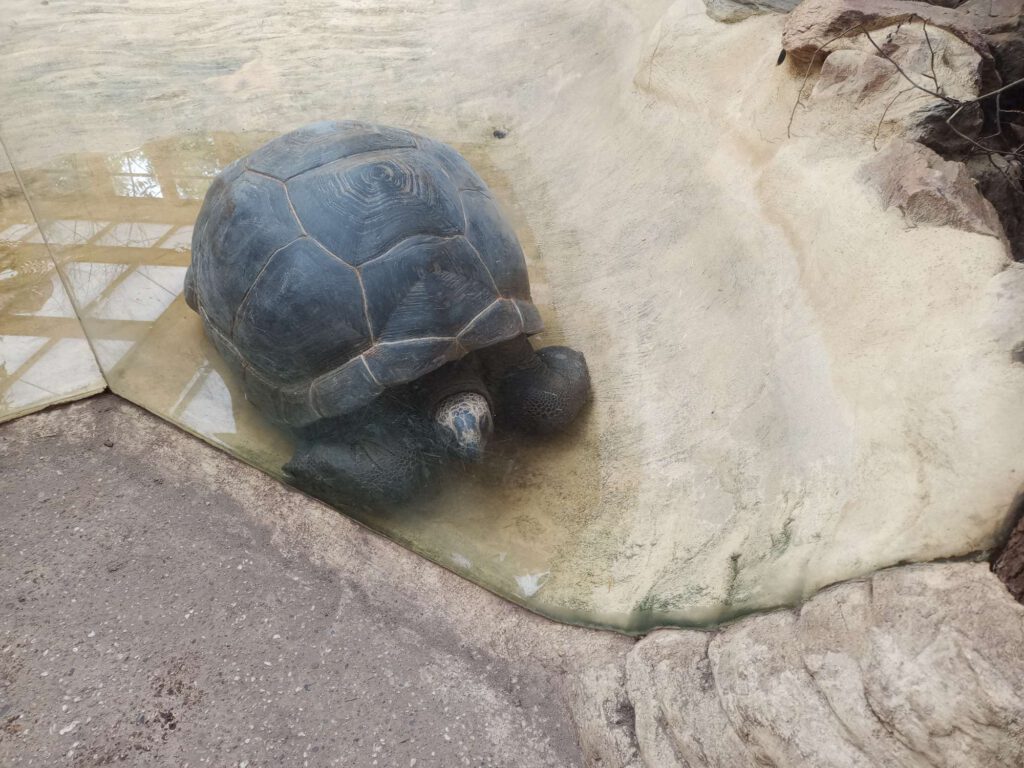 Een landschildpad achter het glas op een geel-betonnen bodem met water.