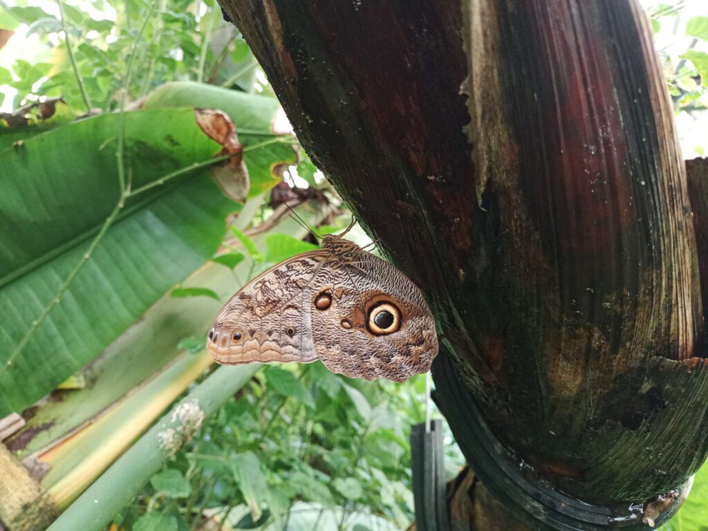 Deze vlinder is ongeveer 10 cm groot en zit met gesloten vleugels op een boom. Hierdoor komt de schuttekening duidelijk naar voren, waardoor het bruine lijnen heeft met daarin geel-zwarte ogen.