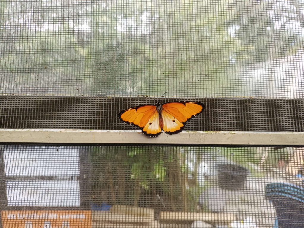 Een vlinder met gespreide vleugels zit op het gaas. De rand van de vleugels is zwart, maar de binnenkant van de vleugels is oranje met zwarte stipjes.