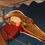 Een helft van een skelet van een walvis, met daarover heen de organen in de walvis gedemonstreerd.