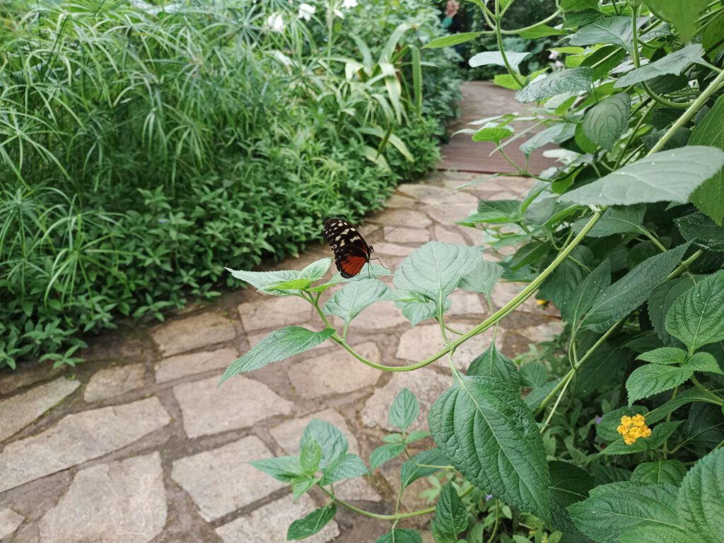 Een vlinder zit met gesloten vleugels op een tak. Aan de buitenkant is het rood, witte stippen en een ondergrond van zwart.