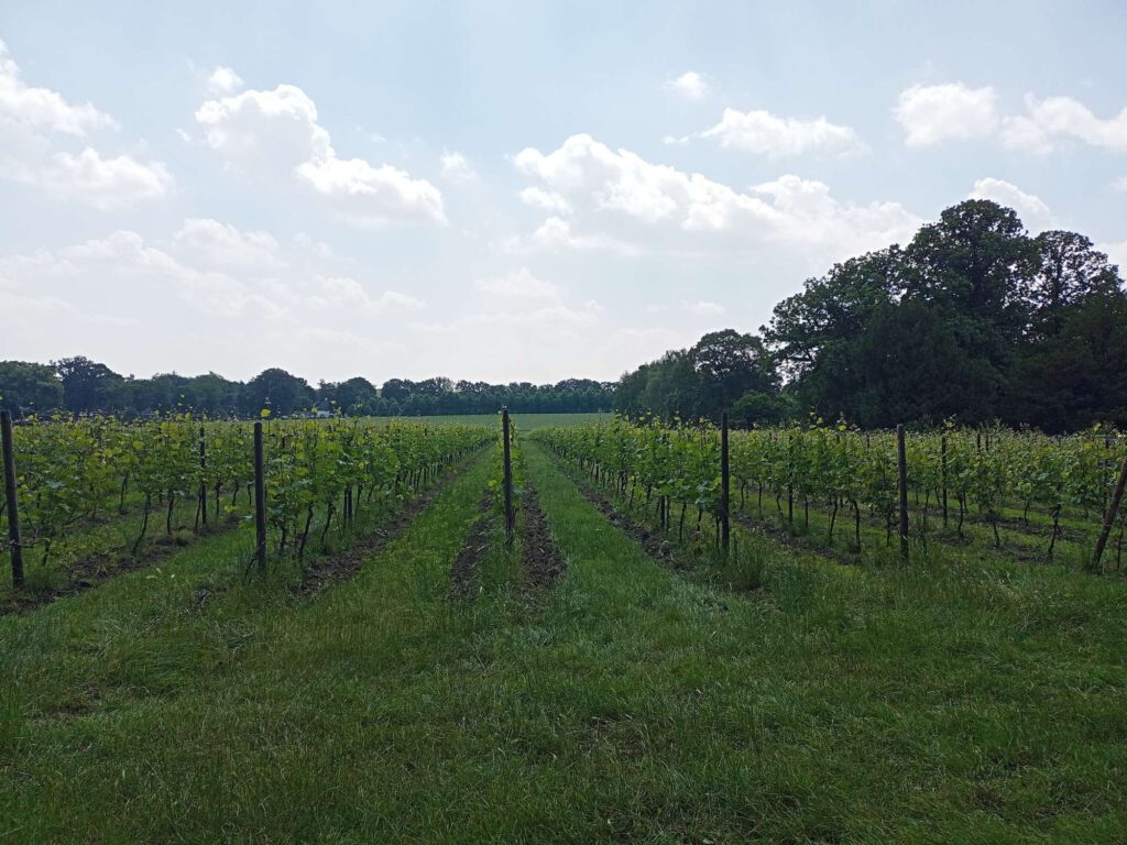 Je kijkt naar een groene wijngaard: de druivenbomen staan in rijen en op de voorgrond en tussen de rijen is gras te zien. Er groeien helaas nog geen druiven.