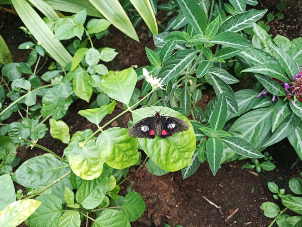 Deze vlinder zit met open vleugels op een blad. De vleugels zijn zwart, maar heeft twee paar ogen, wit en rood die boven elkaar zitten.