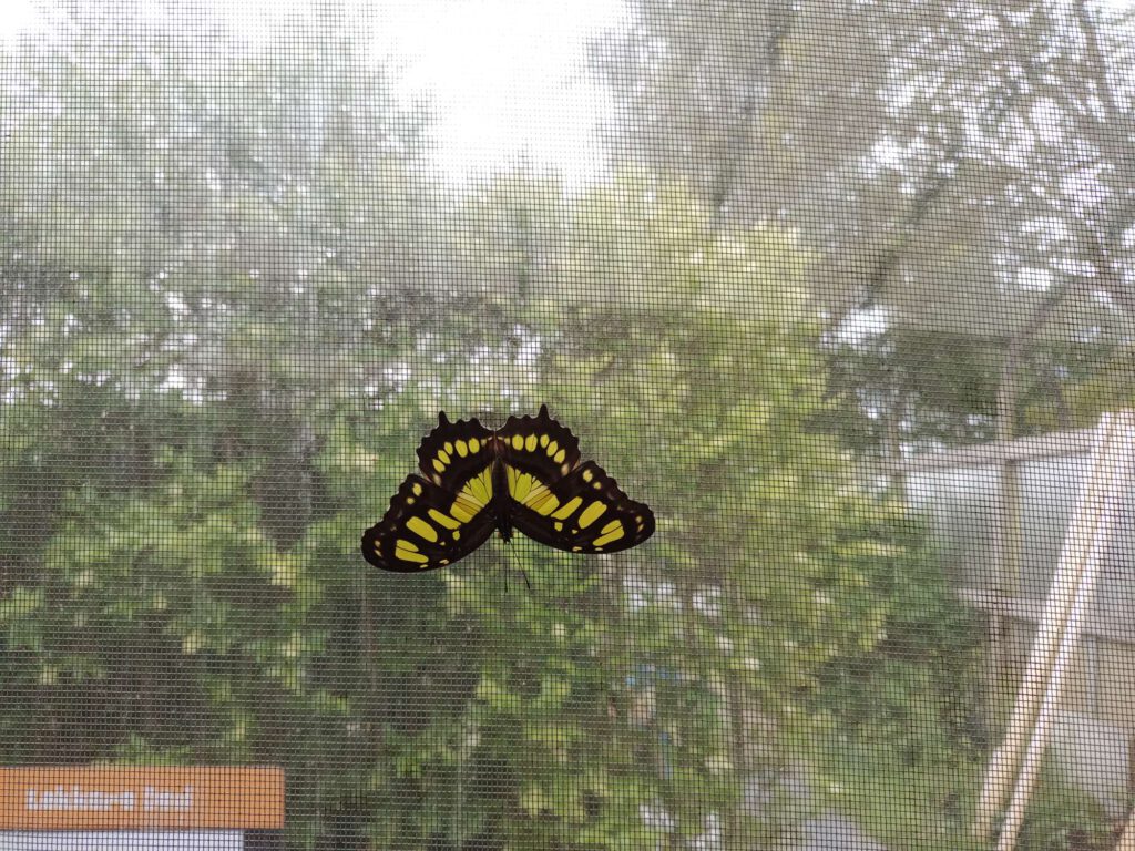 Op het gaas voor glas zit een vlinder onderste boven met de vleugels gespreid, de buitenste randen zijn zwart, van binnen in een soort horizontale lijnen geel-zwart.