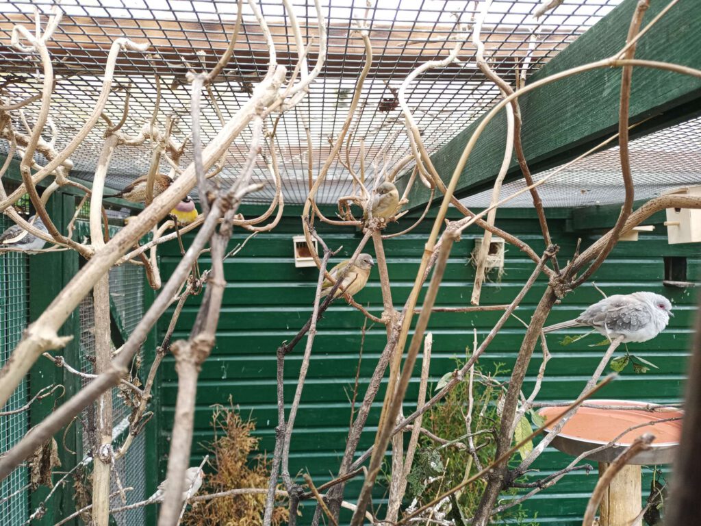 Tussen de takken zitten donkerbruine met lichtbruin buikjes vogels en rechts is een witte vogel met een zwarte print te zien.