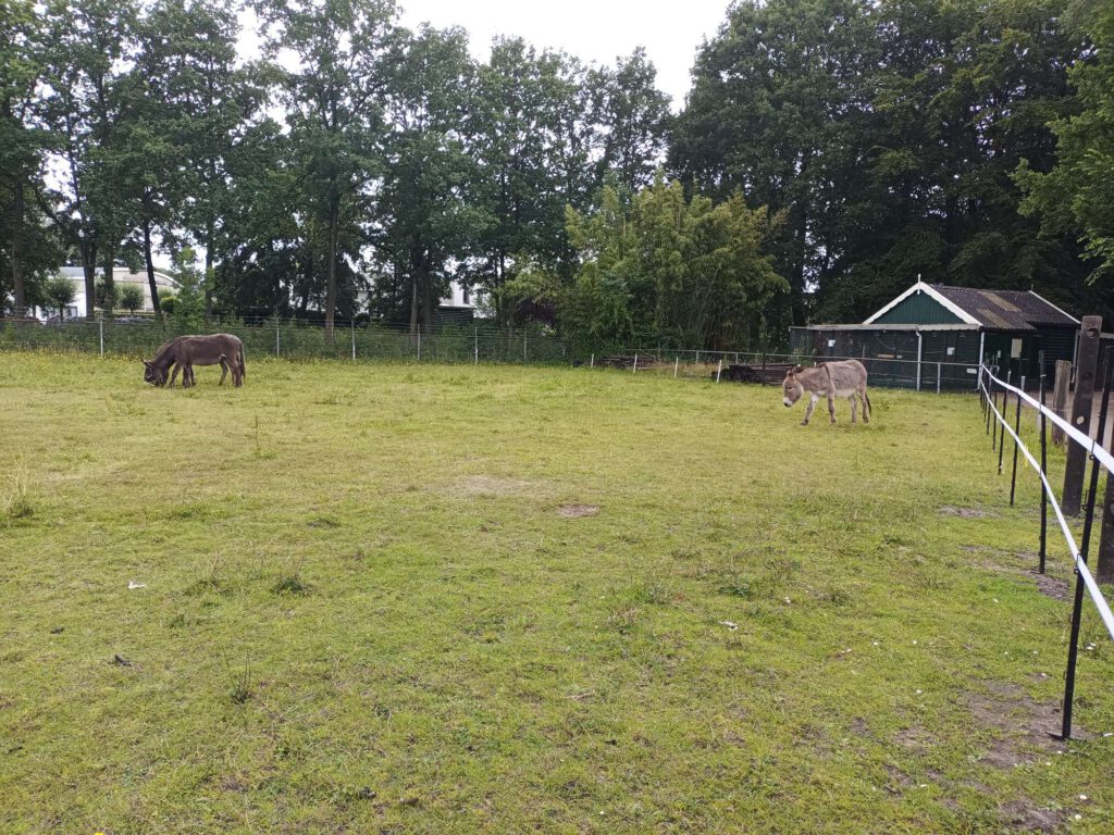 Er staan drie ezels in de weide. De grond is van gras en mos. Rechtsachter is de volière van de vogels te zien.