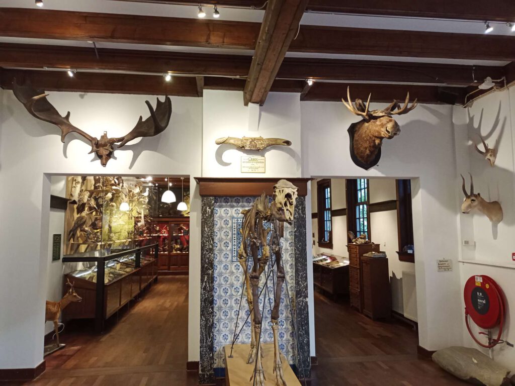 Tegen een witte wand met 2 loopopeningen hangen verschillende trofeeën, van links naar rechts: het gewei van een hert, de hoorns van een stier, het hoofd en gewei van een hert, het hoofd en hoorn van een bok. In de achterliggende zaal zijn deels opgezette vogels te zien. Dit komt niet heel duidelijk naar voren op de foto.