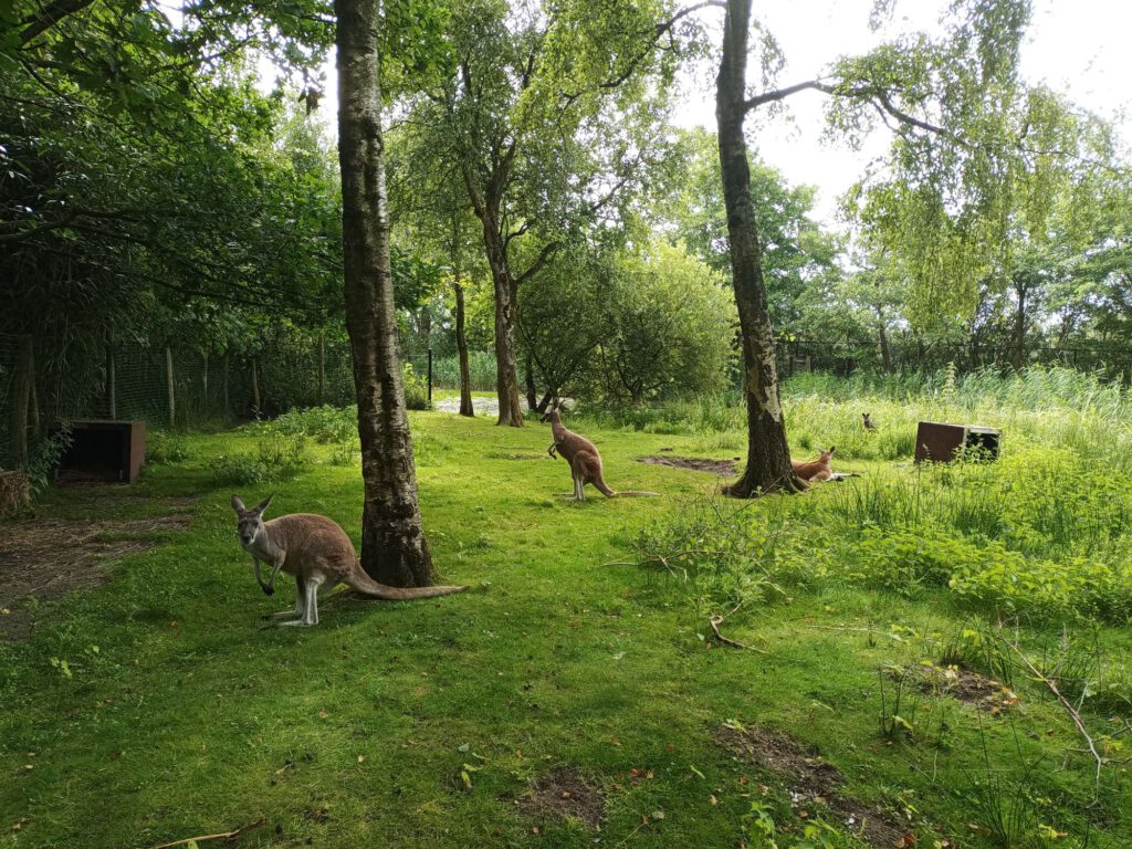 De ondergrond is van gras en mos, met daarnaast wat hogere grassoorten en bosjes. Tevens staan er bomen. Twee kangoeroes staan, één ligt bij een boom en tussen het hoge gras steken de oren uit van een vierde kangoeroe op deze foto.