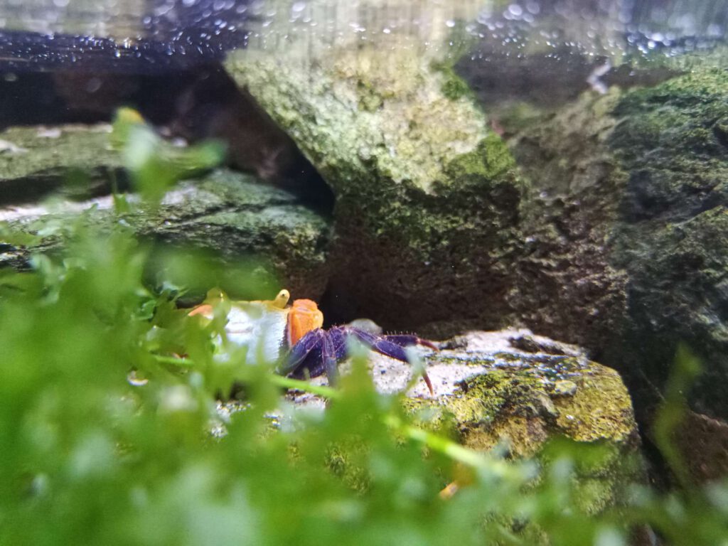 Op de voorgrond zijn de groene waterplanten, daarachter zit een klein krabje (in de realiteit maar 2 cm breed voor het lichaam en met de poten erbij maximaal 5 cm breed. De voorpoten zijn fel oranje gekleurd en de ogen zitten bovenop het lijf. De lange poten hebben aan blauwachtige kleur.