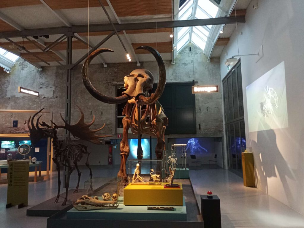 Op een blok staan verschillende skeletten, van onder andere een mammoet, een ree, een bek van (vermoedelijk) een krokodil. Op de achtergrond zie je de betonnen wanden van de museum fabriek.