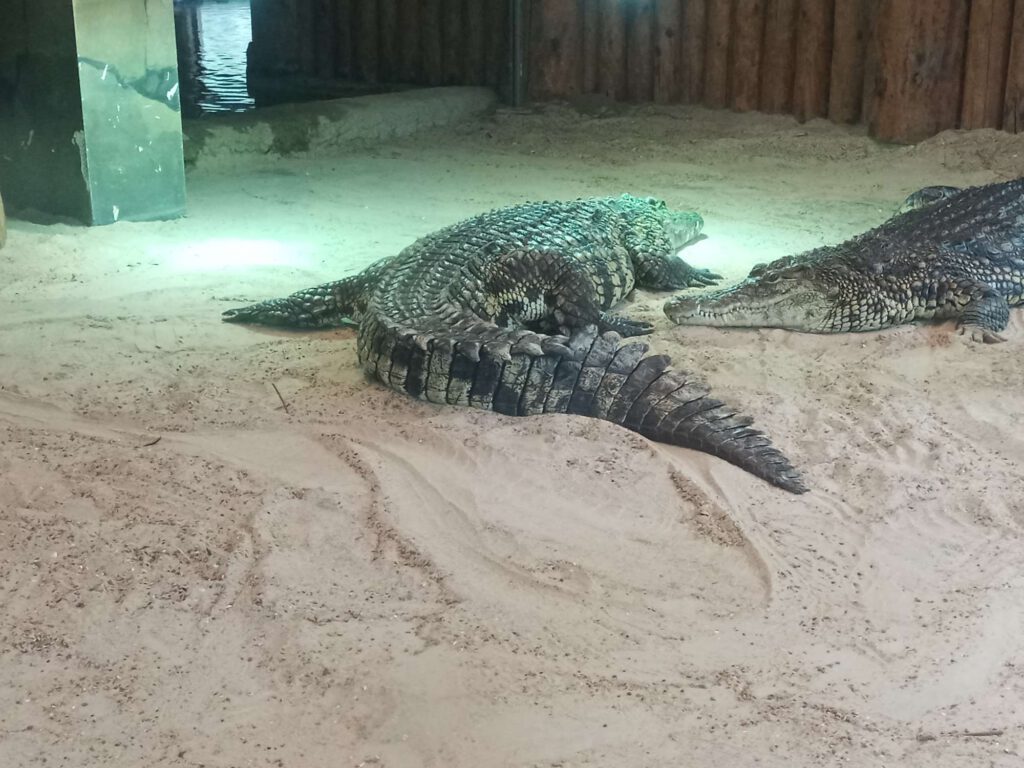 In het zand onder de warmte lamp liggen twee nijlkrokodillen. De linker bekijk je op de foto vanaf de staart en ligt in een soort banaanvorm. De rechter licht met zijn hoofd en neus naar de linker krokodil. De bek is dicht, maar de ogen zijn open.