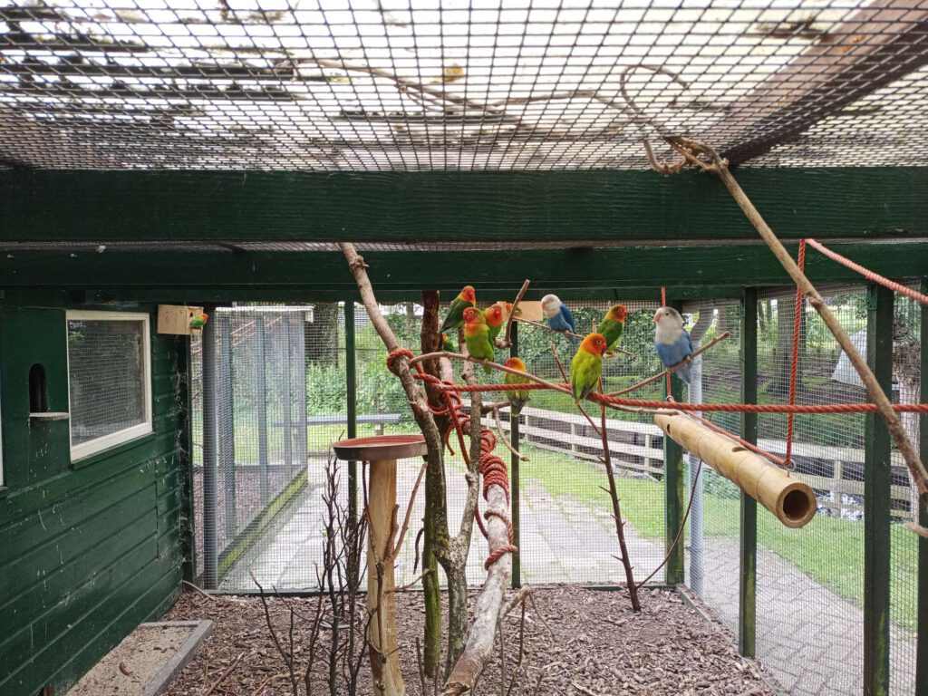 Er zitten hier diverse parkieten op een soort tak. De parkieten zijn groen, geel en rood gekleurd en hebben hier tussen overgangskleuren.