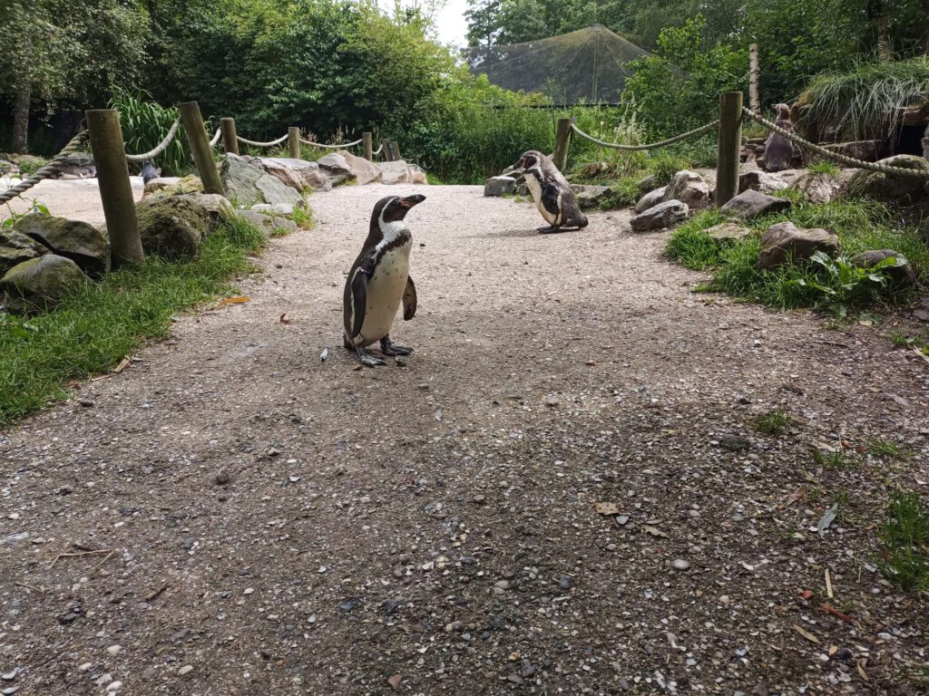 Uitzicht op een schelpenpad. Hierop staan met ongeveer 2 meter afstand van elkaar 2 pinguïns, de voorste kijkt naar rechts vanaf de camera gezien en de achterste naar links. Aan de zijkant van het pad liggen keien en is de bedding van gras en zand.