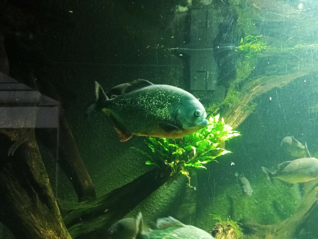 Een roodbuikpiranha zwemt in een groot bassin met water. De bovenkant glanst wat groen door de verlichting in het aquarium.