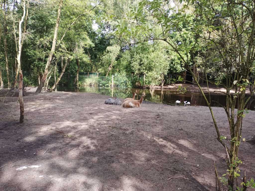 Op de foto is de ondergrond van zwart zand met daarachter een soort vijver. Links en rechts van de foto zijn bomen en struiken. Op de foto liggen twee struisvogels met grijze veren. Daarnaast liggen twee alpaca's met een bruine vacht, één alpaca kijkt naar de camera. Aan de rand van het water zwemmen twee zwarthalszwanen: die hebben een zwarte hals, een rode snavel en een witte rompen.