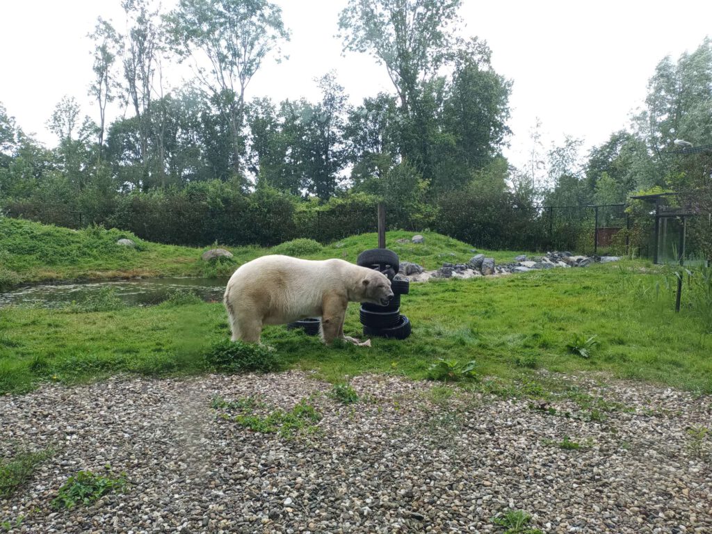 Op de voorgrond liggen stenen, op de achtergrond is de grond meer grasachtig. Er is een toren gemaakt van autobanden, waar voer in is gelegd. De ijsbeer heeft een stuk vlees gevonden en staat hier met een poot op, terwijl hij de vlees van de botten eet. De ijsbeer toont zijn hoofd schuin naar voren.