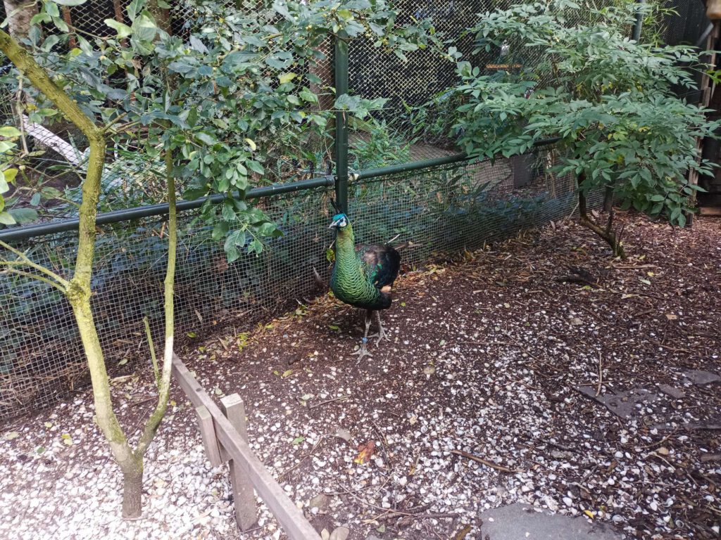 Een groene pauw loopt in zijn verblijf.