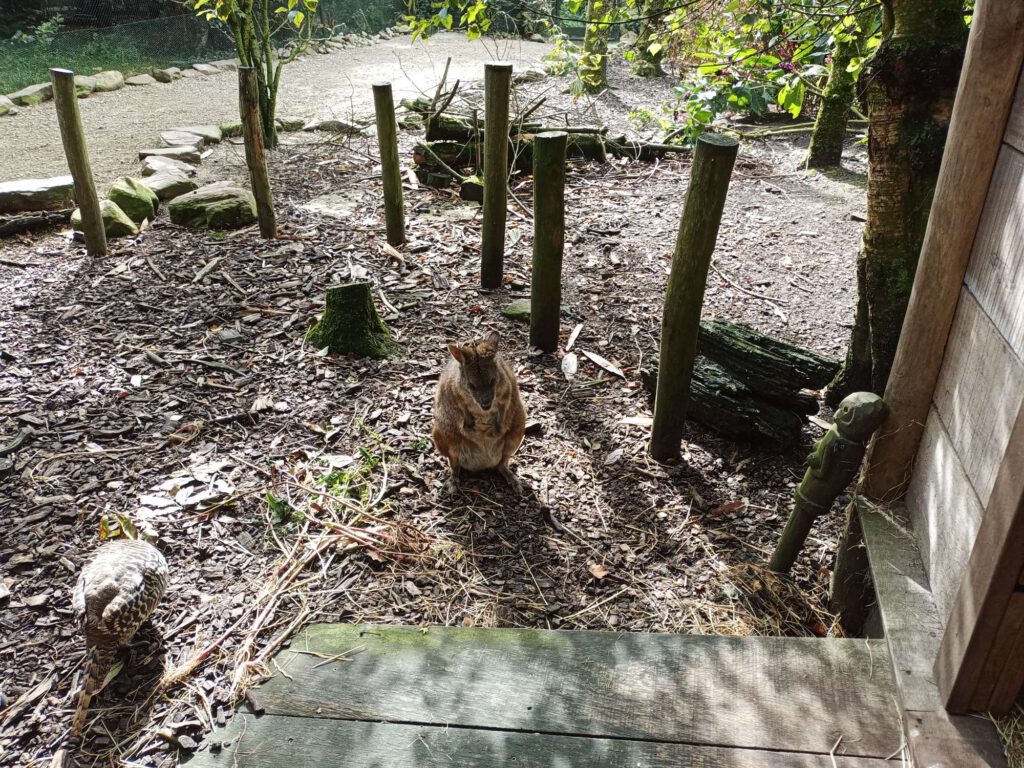 Een wallaby staat overeind met een soort vogel naast zich in een verblijf.