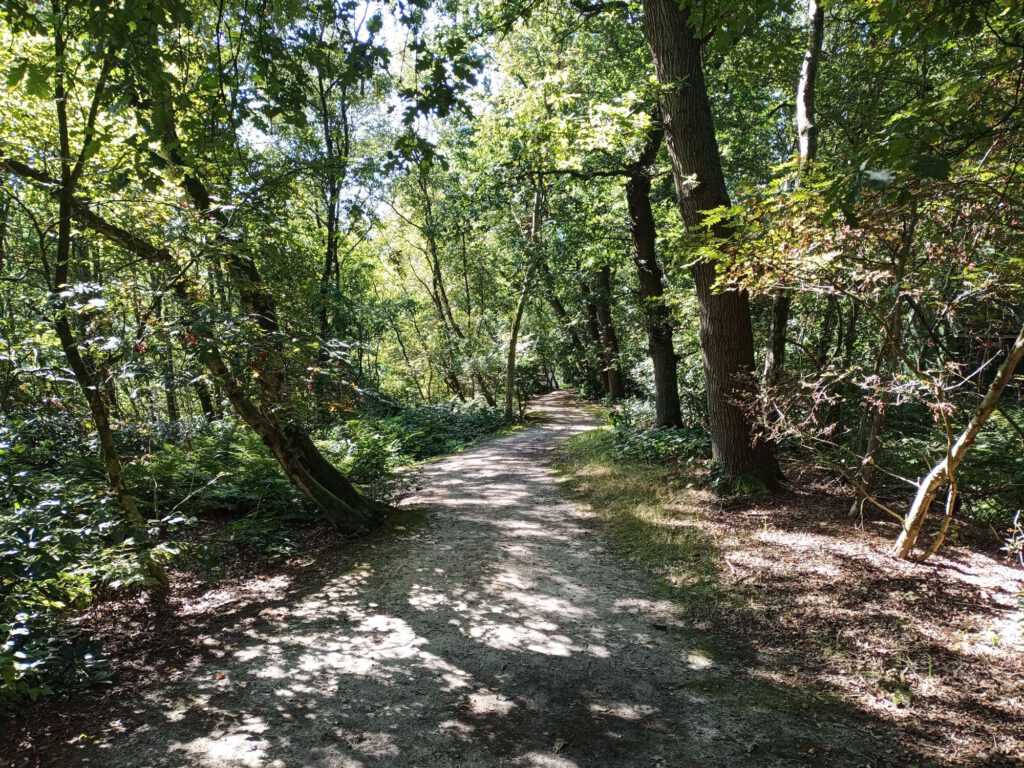 Er is een kronkelige zandpad tussen de bomen van het bos.