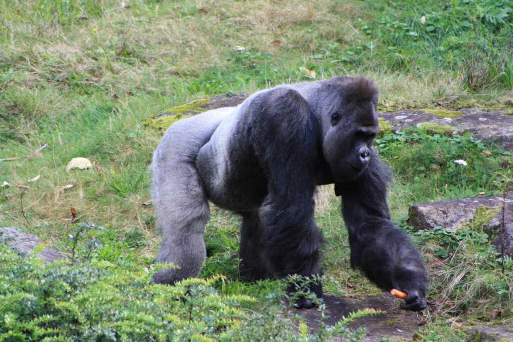 Een gorilla wandelt met een wortel in de hand.