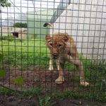 Leeuw dierenpark Hoenderdaell - Stichting Leeuw