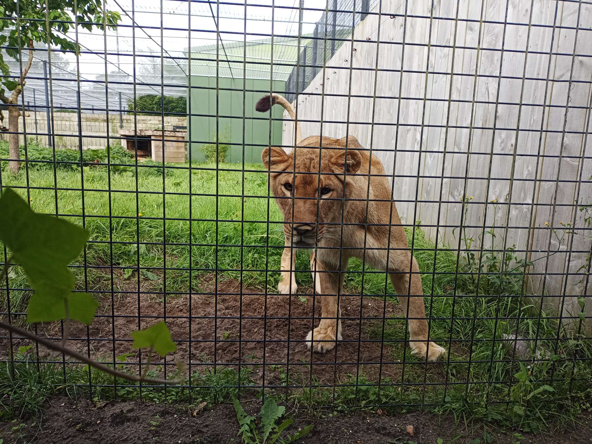 Leeuw dierenpark Hoenderdaell - Stichting Leeuw