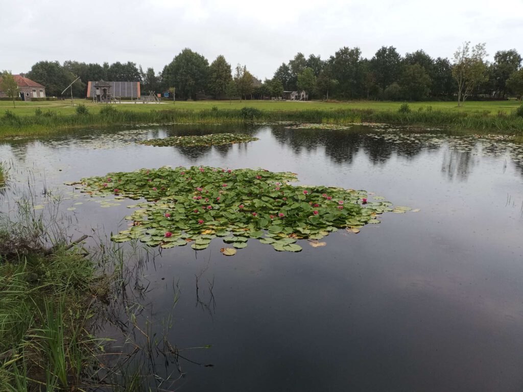 Een waterpoel met planten erin en daarom heen groen van gras. Verder achteraan huisjes.